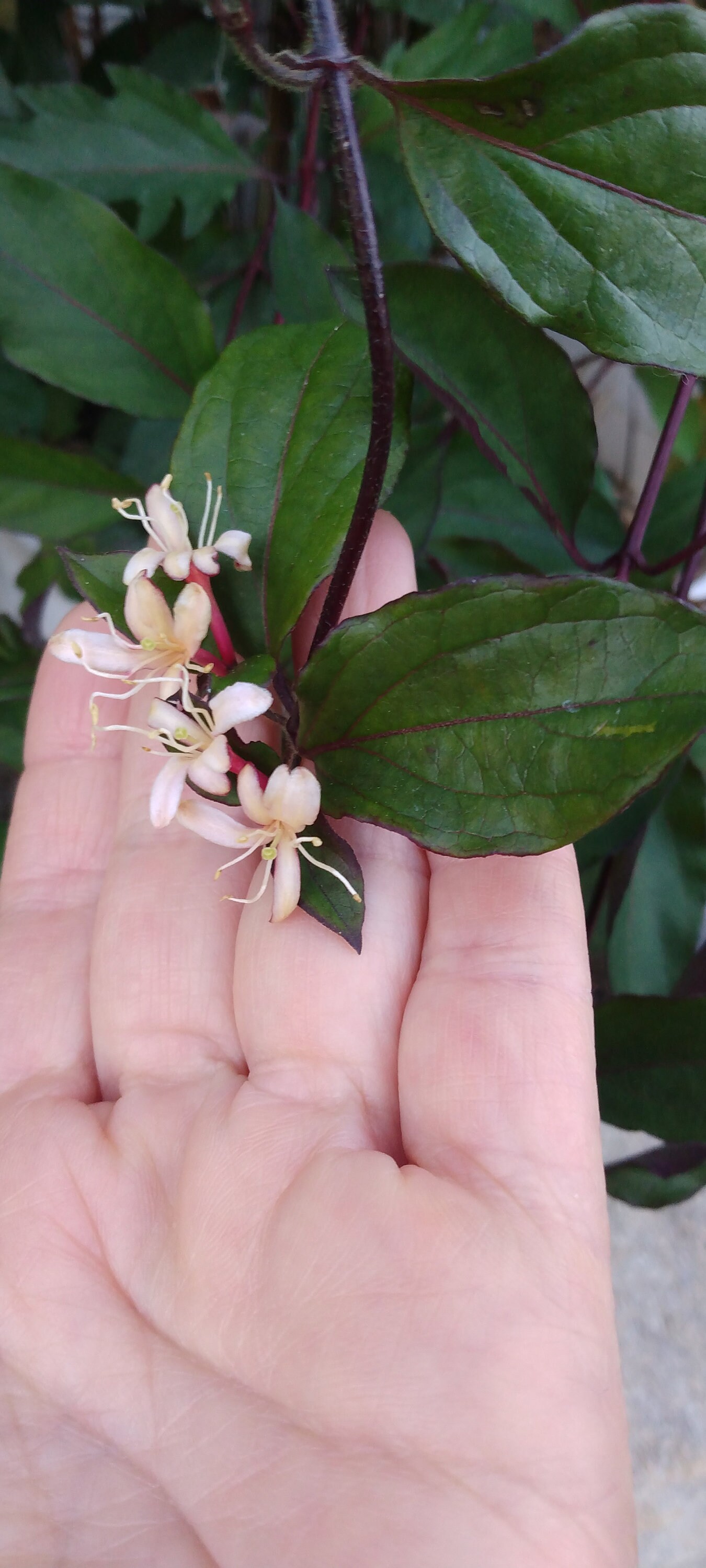 HONEYSUCKLE lonicera Choice Halls Japanese/pink Lemonade/purpurea Unroot Vine Plant