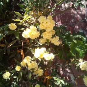 FRAGRANT LADY BANKs ROSE Cuttings - YELLoW Mini Miniature PomPom Flower-Unroot Plant - Climbing Trellis-Rosa banksiae lutea-Mild Fragrance