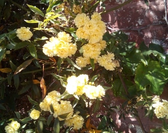 LADY BANKS ROSE~Mini Miniature Yellow PomPom Flowers~Unroot Plant Cuttings~bonsai~Climbing Trellis~(Rosa banksiae'lutea')~Fragrant Fragrance