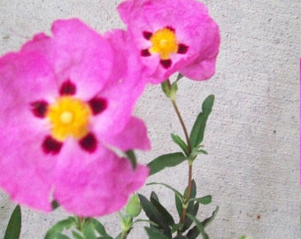 6"ROCKROSE ROCK ROSE ~ Orchid Pink ~ Unrooted Plant Cuttings~Bush Shrub Hedge~Drought Tolerant