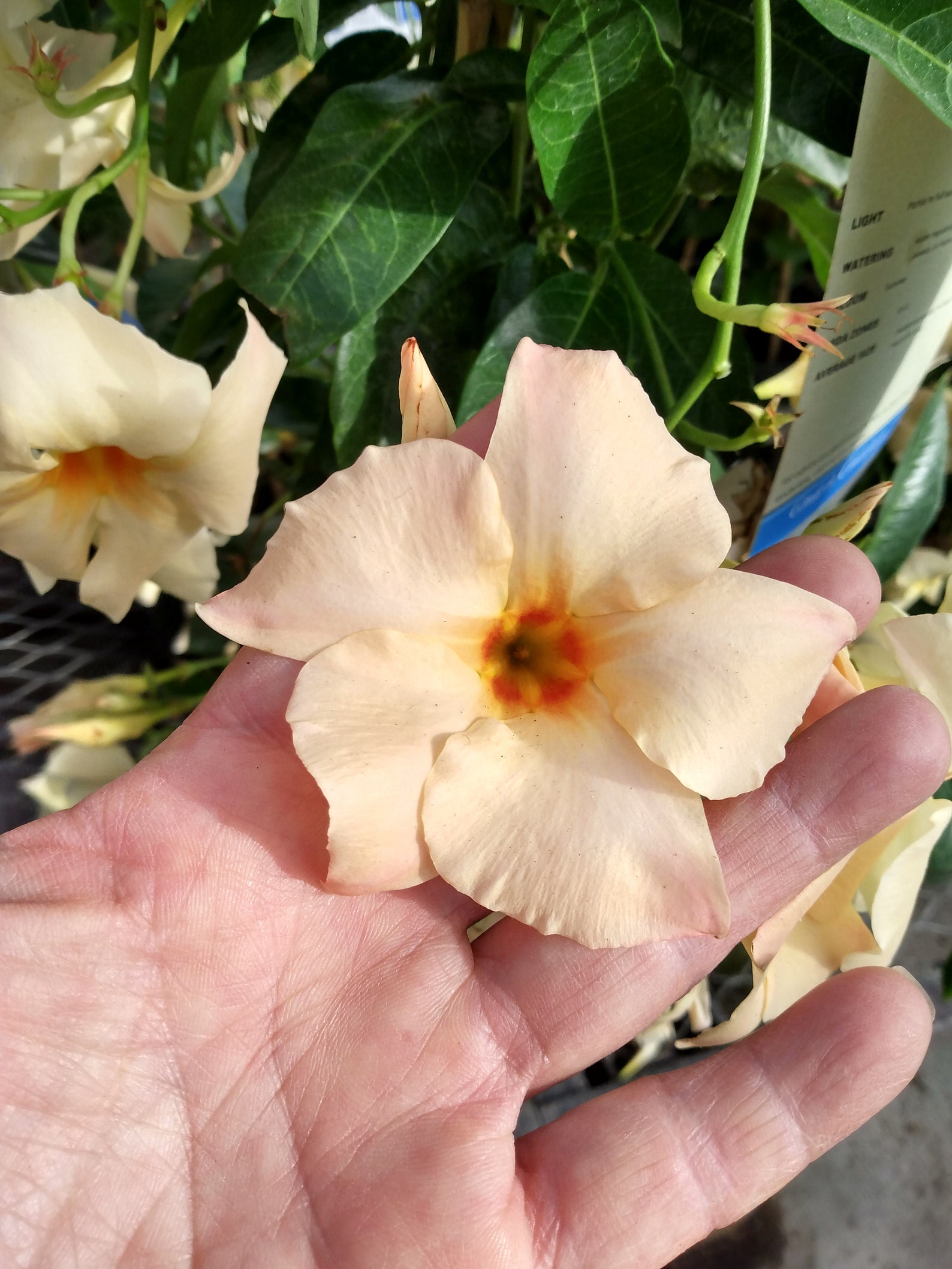 MANDEVILLA TRUMPET VINE Apricot Yellow Unrooted Plant Etsy