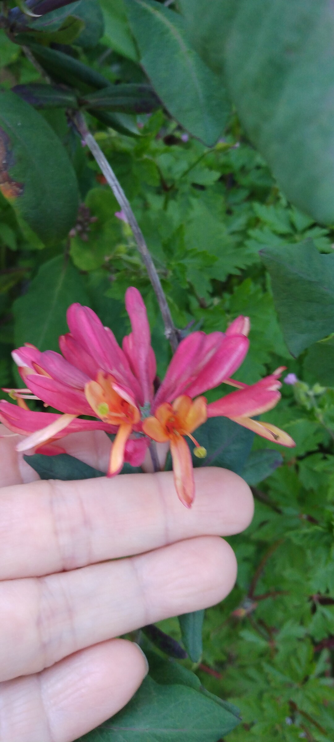 HONEYSUCKLE lonicera Choice Halls Japanese/pink Lemonade/purpurea Unroot Vine Plant