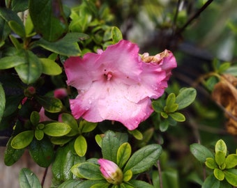 AZALEA BICOLOR CUTTINGS ~ Pink Edge White Flowers Bush/Tree Plant Unrooted (No Roots) diy bonsai