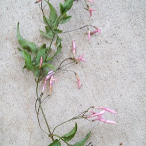 6PINK JASMINE Jasminum polyanthumUnrooted Plant CuttingsClimbing Vine-Fragrant Fragrance FlowerGazebo,Arbor,Secret Gardendiy bonsai image 3