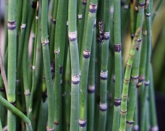 WILD HORSETAIL Plant Cutting
