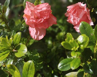 AZALEA CUTTINGS ~ Peach Orange Flowers Bush/Tree Plant Unrooted (No Roots) diy bonsai