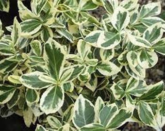 EUNYMOUS VARIEGATED Silver Queen/GREEN ~ Unrooted Cuttings ~ Tree/Shrub/Hedge ~ diy bonsai