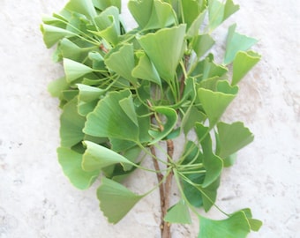 6"GINKGO BILOBA TREE  (female/male) ~ unrooted fresh Plant Cutting ~ diy~gingko~bonsai