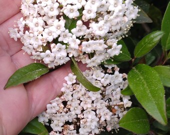 PRINCESS ESCALONIA CUTTINGS ~ Fragrant White Flowers Bush/Tree Plant Unrooted (No Roots) diy bonsai