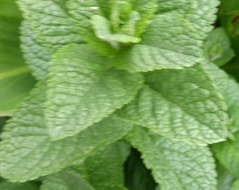 6" MINT HERB CUTTINGS ~ Aromatic Leaves White Flowers Bush/Hedge Plant Unrooted (No Roots) diy bonsai