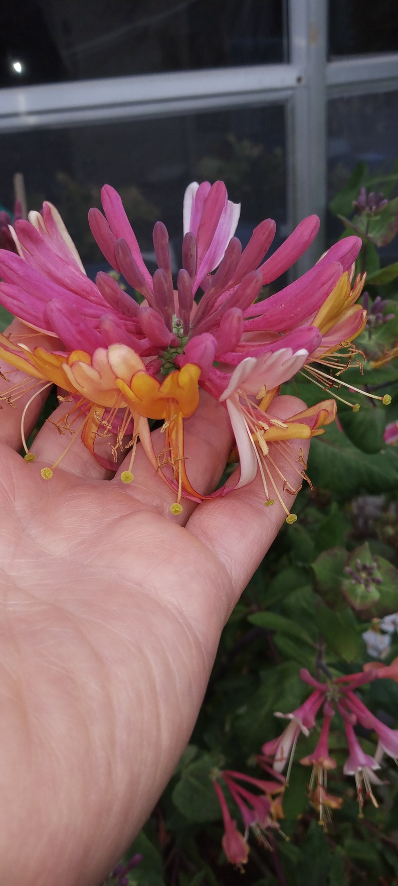 HONEYSUCKLE LONICERA CUTTINGS Choice Halls Japanese/pink Lemonade/purpurea Unroot Vine Plant