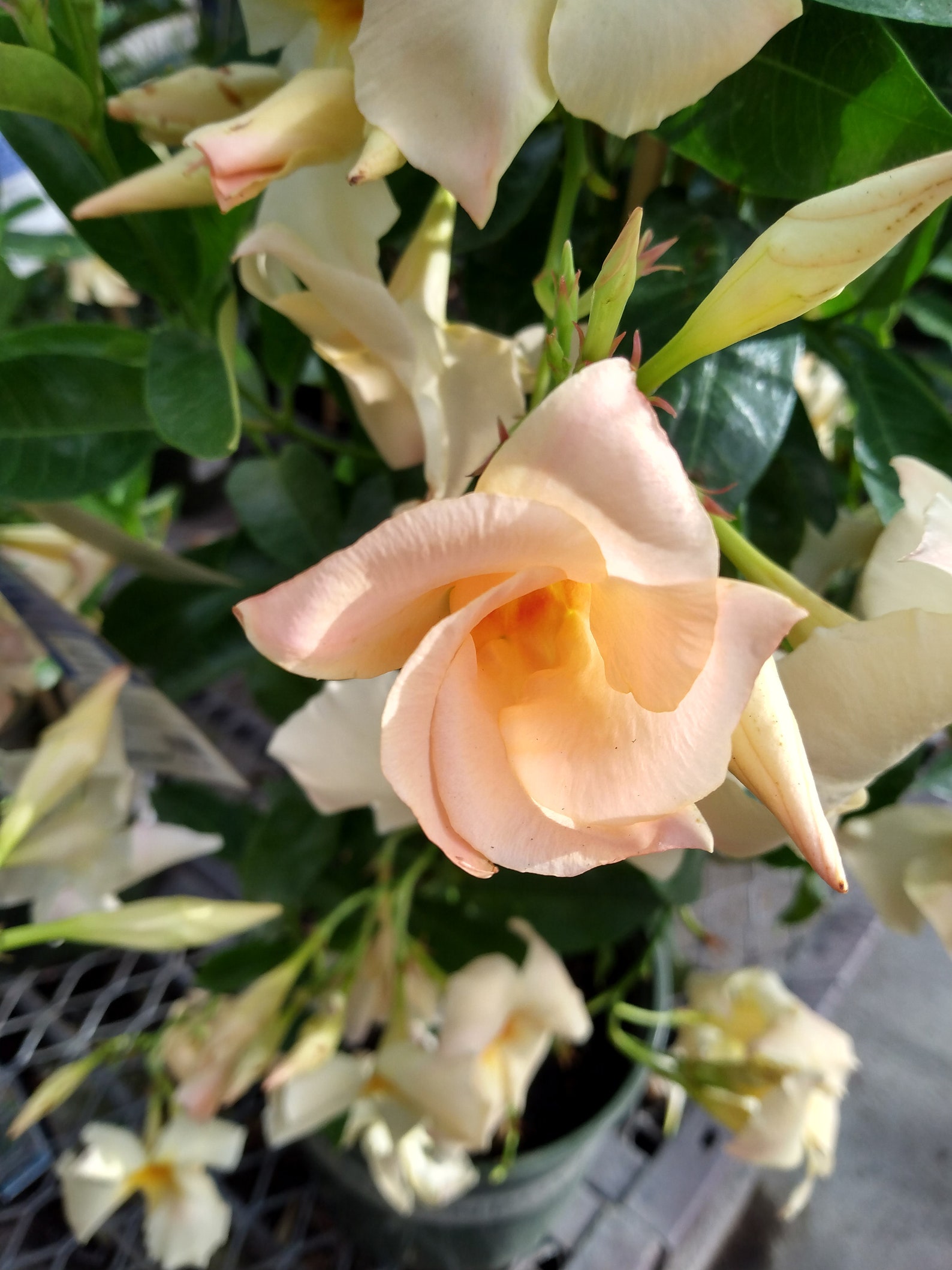 MANDEVILLA TRUMPET VINE Apricot Yellow Unrooted Plant Etsy