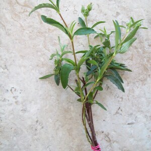 JASMINE JESSAMINE Star or Carolina Unroot Vine Plant CuttingbonsaiClimbing Trellis Fence Patio-Flower image 3