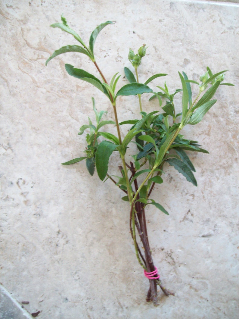 JASMINE JESSAMINE Star or Carolina Unroot Vine Plant CuttingbonsaiClimbing Trellis Fence Patio-Flower image 3