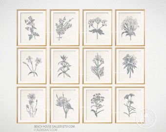 Vintage Botanical Prints: Sepia Tone Illustration Art, Set of 12