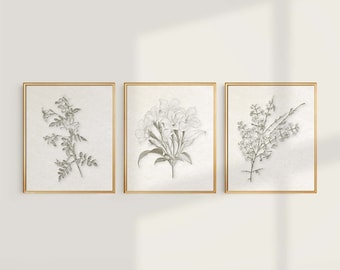 Sepia Jasmine Botanical Prints: Vintage Farmhouse Wall Art, Set of 3