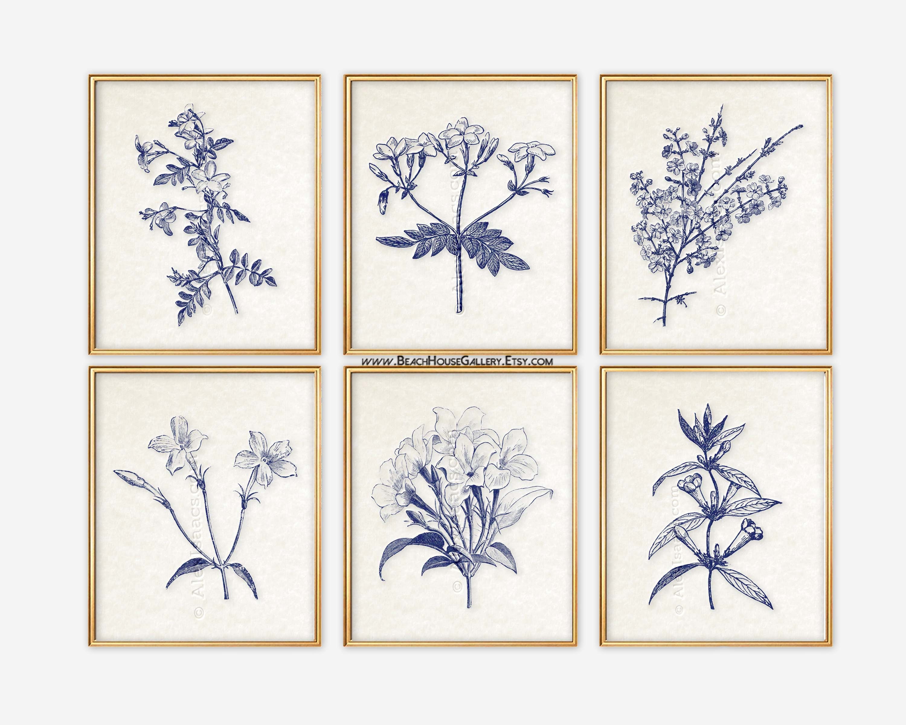 BOTANICAL ART 【import品】 Hibbertia | Original Botanical Art – Carmen Hui Art