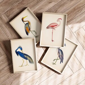 four framed pictures of different types of birds, including a heron, a flamingo, and two other bird species, all displayed on a wooden floor.