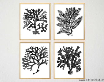 Black Coral Art, Black Botanical, Beach House Gallery. Black White Bedroom Art, Black Wall Art, Nautical Decor, Traditional Bedroom Art