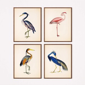 four framed art prints depicting different types of birds, including a heron, flamingo, and another bird species.