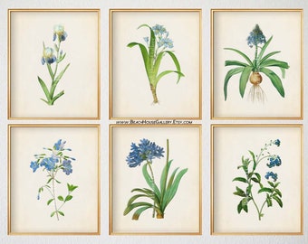 Blue Botanical Prints, Set of 6 Vintage Botanical Prints, Spring Botanical Prints, Blue Farmhouse Art