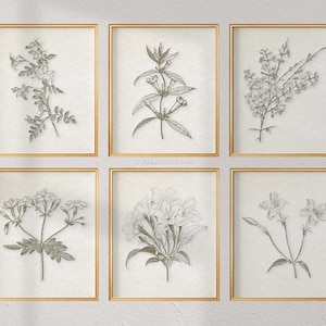 Vintage Botanical Prints, Modern Farmhouse Wall Art, Sepia Brown Botanical,  Jasmine Prints, Floral, Wall Art, Set of 6 Prints Custom Colors