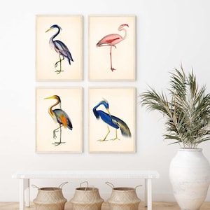 four framed prints of different types of birds, including a heron, a flamingo, a crane, and a stork, displayed on a wall above a white bench and a potted plant.