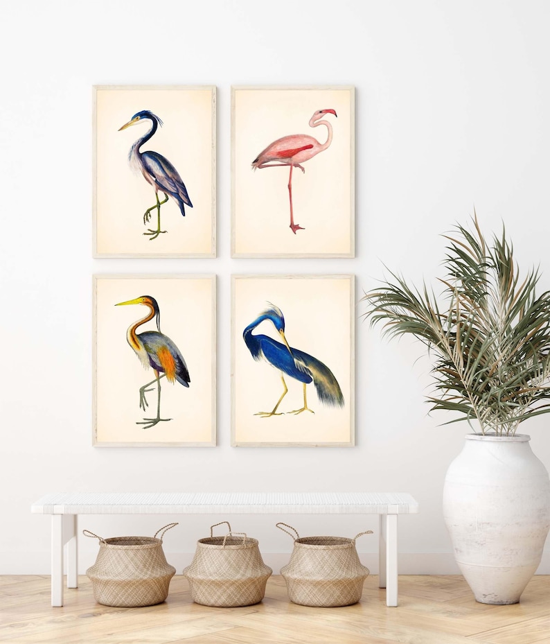 four framed prints of different types of birds, including a heron, a flamingo, a crane, and a stork, displayed on a wall above a white bench and a potted plant.