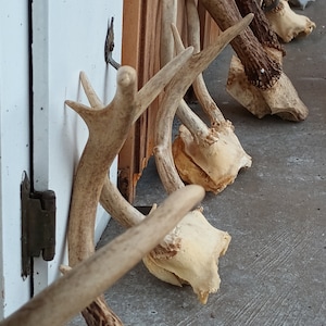 May include: A collection of bleached white deer antlers with the bases still attached. The antlers are arranged in a row, with the tips pointing towards the right. The antlers are mounted on a wooden wall.
