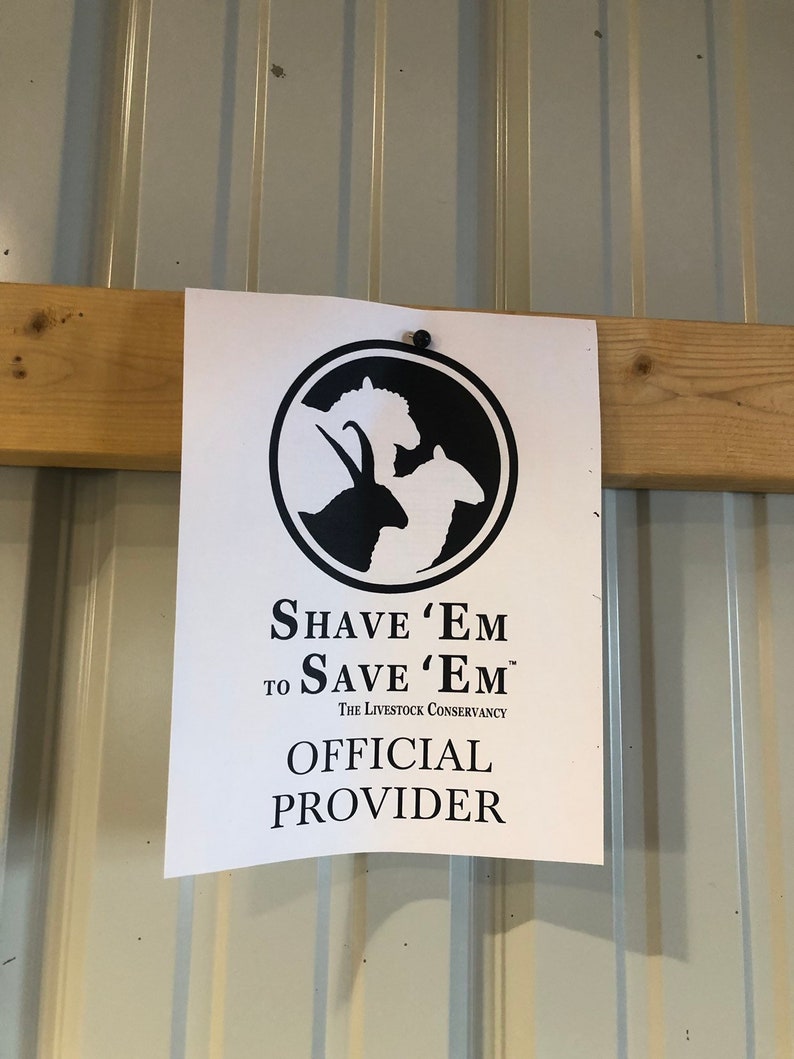 SALTY 4 oz. Shetland roving Shave 'em to Save 'em Etsy