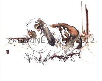 FRENCH LOP EAR- Pen and Ink and Colored Ink Art Print,  French Lop Ear Rabbit