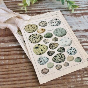 OEUFS botaniques vintage Étiquettes cadeaux de Pâques Page de livre d’histoire naturelle Français Carte de décor de ferme Shabby Speckled Eggs Chart SET OF 8