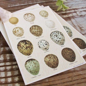 Botanische EIER Vintage Oster Geschenkanhänger Naturgeschichte Buch Seite Französische Bauernhaus Dekor Karte Shabby gesprenkelte Eier Karte SET VON 8