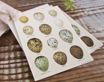 Botanical EGGS Vintage Easter Gift Tags Natural History Book Page French Farmhouse Decor Card Shabby Speckled Eggs Chart SET OF 8