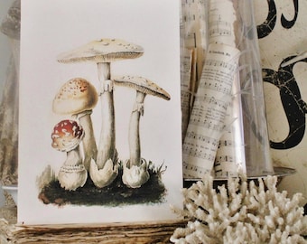 Vintage MUSHROOM Wood Sign Print Farmhouse Decor Page Wall Art Print  Fixer Upper Decor Natural History SPRING SUMMER Botanical Easter