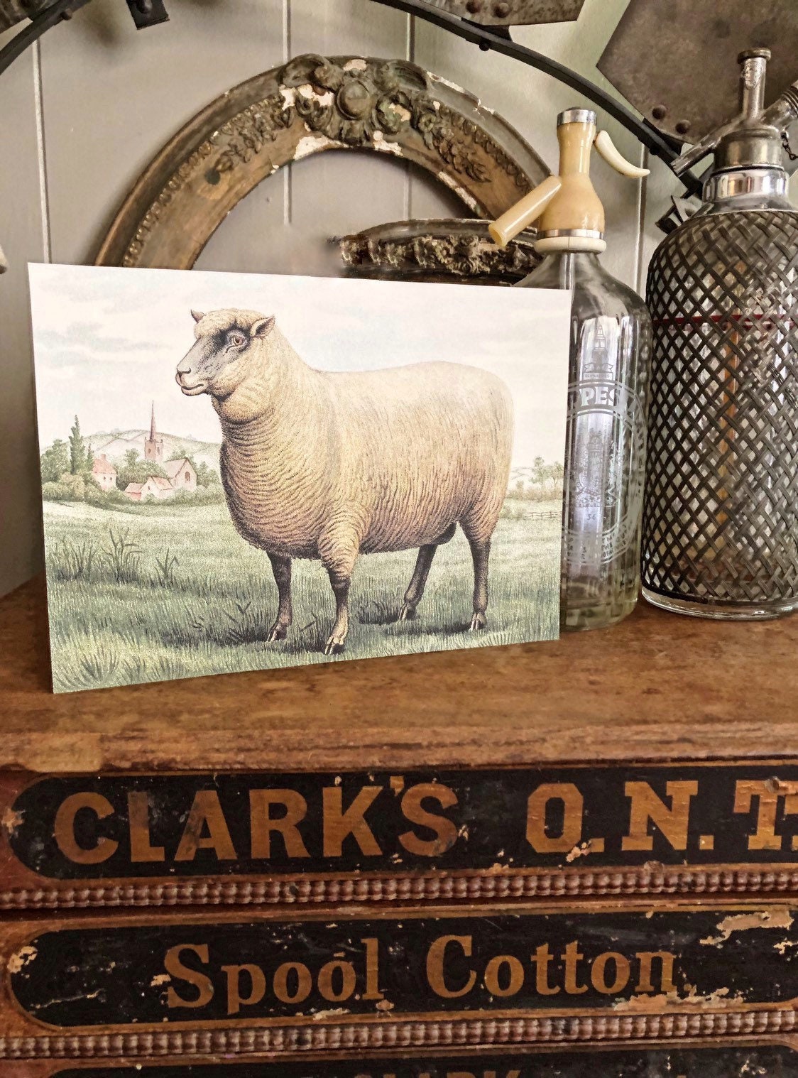 vintage sheep illustration