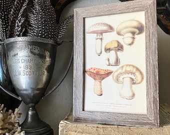 Vintage Botanical MUSHROOM Wall Art Sign Wood Frame Sign Farmhouse Decor Natural History Book Page