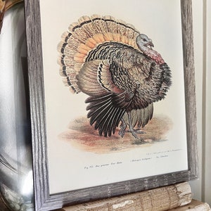 May include: Framed vintage turkey illustration in a gray wooden frame. The artwork shows a detailed depiction of a turkey with brown, orange, and black feathers. The print is displayed on a stack of old books.