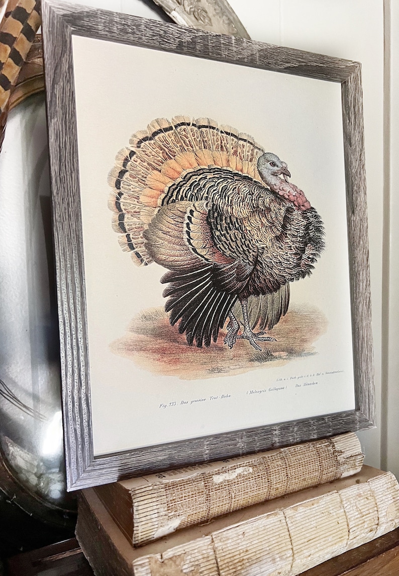 May include: Framed vintage turkey illustration in a gray wooden frame. The artwork shows a detailed depiction of a turkey with brown, orange, and black feathers. The print is displayed on a stack of old books.