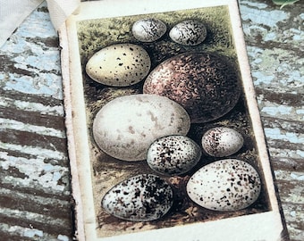 Botanical EGGS Vintage Easter Gift Tags Natural History Book Page French Farmhouse Decor Card Shabby Speckled Eggs Chart SET OF 8