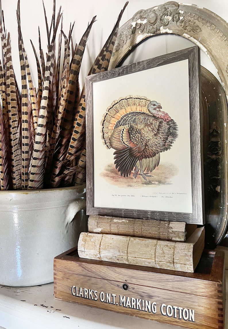 May include: A framed vintage print of a turkey with a colourful tail, resting on aged books and a wooden box. The box reads "Clark's O.N.T. Marking Cotton." A stoneware pot with decorative feathers is in the background.