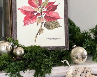 May include: A framed botanical print of a poinsettia plant with red and green leaves. The print is in a rustic brown frame and is displayed on a white mantel decorated with silver ornaments and evergreen garland. The text "Euphorbia pulcherrima 'Poinsettia'" is visible.