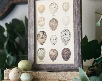 Botanical EGGS Vintage Easter Framed Barn Wood Sign Natural History Book Page French Farmhouse Speckled Eggs Chart