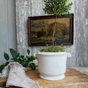 May include: A small, white ceramic planter with a pedestal base and two handles, holding a small, green topiary tree. The planter sits on a wooden cutting board, with a framed landscape painting in the background.