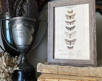 Vintage Botanical Print Moth Butterfly Wall Art Sign Wood Frame Sign Farmhouse Decor Natural History Book Page BROWN