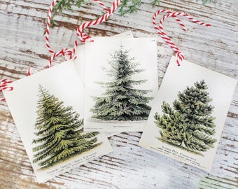 Christmas Pine Tree GIFT TAGS  Vintage Book Of Natural History Farmhouse Decor Wrap Fixer Upper Botanical Tree Primitive Christmas Winter