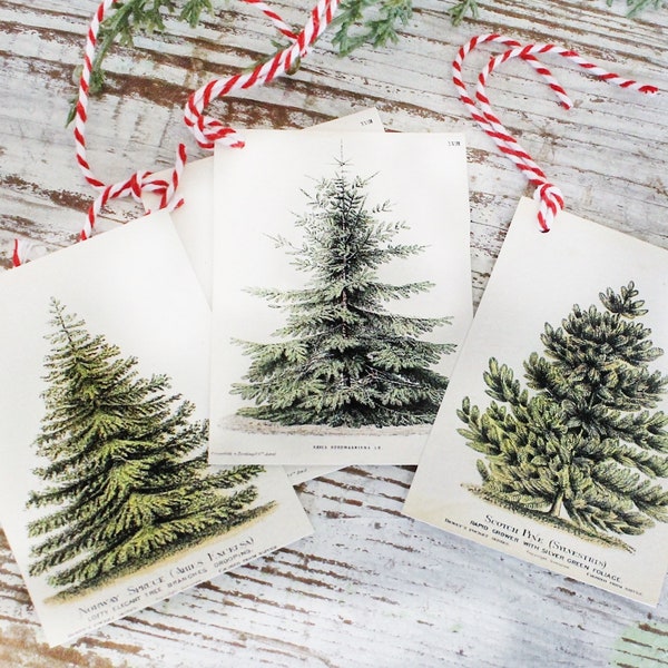 Christmas Pine Tree GIFT TAGS  Vintage Book Of Natural History Farmhouse Decor Wrap Fixer Upper Botanical Tree Primitive Christmas Winter
