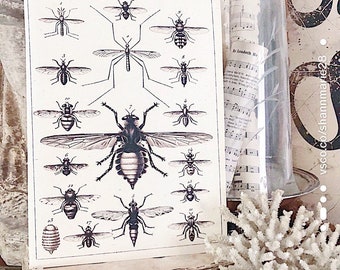 Vintage INSECT CHART Wood Sign Botanical Print Farmhouse Decor Page Wall Art Print  Primitive Diagram Natural History Halloween Fall