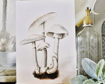 Vintage White MUSHROOM BOTANICAL Wall Art Sign Farmhouse Decor Page Print  Fixer Upper Decor Natural History