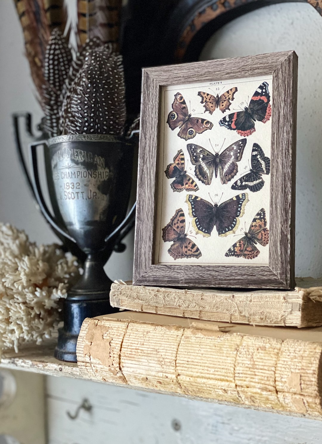 Vintage Botanical Print Moth Butterfly Wall Art Sign Wood Frame Sign ...